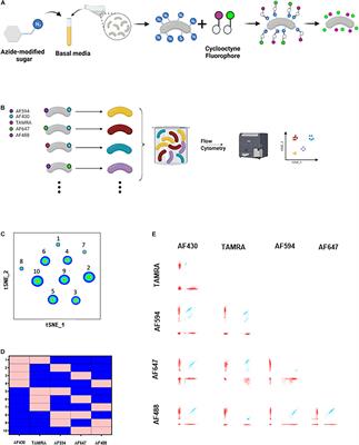 Combinatorial Click Chemistry Labeling to Study Live Human Gut-Derived Microbiota Communities